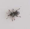 Mecinus sp.